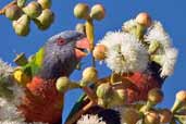 Rainbow Lorikeet, Port Elliot, SA, Australia, March 2006 - click for larger image