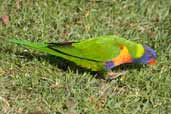 Rainbow Lorikeet, Murramarang N. P., NSW, Australia, March 2006 - click for larger image