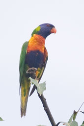 Rainbow Lorikeet, Cairns, Queensland, Australia, November 2010 - click for larger image