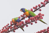 Rainbow Lorikeet, Daintree, Queensland, Australia, November 2010 - click for larger image