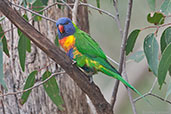 Rainbow Lorikeet, Mount Lofty Botanic Gardens, South Australia, September 2013 - click for larger image