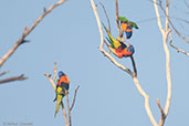 Red-collared Lorikeet, Mary River, Northern Territory, Australia, October 2013 - click for larger image