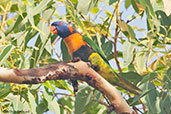 Red-collared Lorikeet, Mary River, Northern Territory, Australia, October 2013 - click for larger image