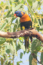 Red-collared Lorikeet, Mary River, Northern Territory, Australia, October 2013 - click for larger image
