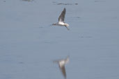 Greenshank, The Coorong, S.A., Australia, March 2006 - click for larger image