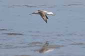 Greenshank, The Coorong, S.A., Australia, March 2006 - click for larger image