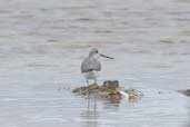 Greenshank, Kangaroo Island, S.A., Australia, March 2006 - click for larger image