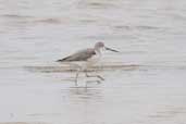 Greenshank, Kangaroo Island, S.A., Australia, March 2006 - click for larger image