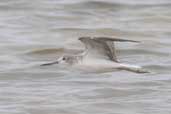 Greenshank, Kangaroo Island, S.A., Australia, March 2006 - click for larger image