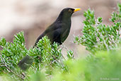 Eurasian Blackbird, Noorlunga, South Australia, September 2013 - click for larger image