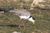 Masked Lapwing, Devon, Tasmania, Australia, February 2006 - click for larger image