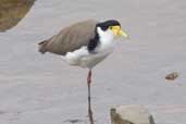 Masked Lapwing, Hobart, Tasmania, Australia, February 2006 - click for larger image