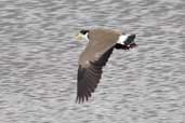 Masked Lapwing, Hobart, Tasmania, Australia, February 2006 - click for larger image