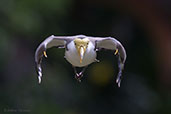 Masked Lapwing, Cairns, Queensland, Australia, November 2010 - click for larger image
