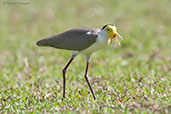 Masked Lapwing, Cairns, Queensland, Australia, November 2010 - click for larger image