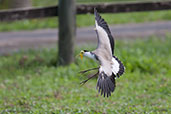 Masked Lapwing, Cairns, Queensland, Australia, November 2010 - click for larger image