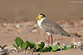 Masked Lapwing, Darwin, Northern Territory, Australia, October 2013 - click for larger image