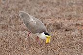 Masked Lapwing, Darwin, Northern Territory, Australia, October 2013 - click for larger image