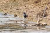 Banded Lapwing, Kangaroo Island, SA, Australia, March 2006 - click for larger image