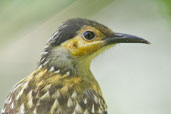 Macleay's Honeyeater, Kuranda, Queensland, Australia, November 2010 - click for larger image