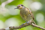 Macleay's Honeyeater, Kuranda, Queensland, Australia, November 2010 - click for larger image