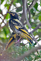 Captive Regent Honeyeater, Cleland Wildlife Park, South Australia, September 2013 - click for larger image