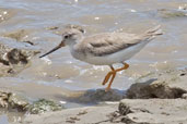 Terek Sandpiper, Cairns, Queensland, Australia, November 2010 - click for larger image