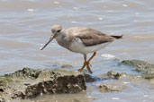 Terek Sandpiper, Cairns, Queensland, Australia, November 2010 - click for larger image