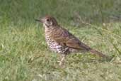 Bassian Thrush, Barren Lands NP, Victoria, Australia, March 2006 - click for larger image