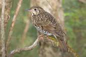 Bassian Thrush, Wilson's Promontory, Victoria, Australia, April 2006 - click for larger image