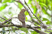 Bassian Thrush, Paluma, Queensland, Australia, December 2010 - click for larger image