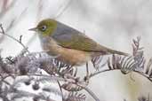 Silvereye, St Helens, Tasmania, Australia, February 2006 - click for larger image