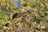 Silvereye, St Helens, Tasmania, Australia, February 2006 - click for larger image