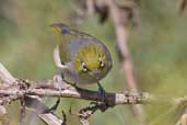 Silvereye, Wye Valley, Victoria, Australia, February 2006 - click for larger image