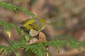 Silvereye, Murramarang NP, NSW, Australia, March 2006 - click for larger image