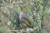 Silvereye, Cobargo, NSW, Australia, April 2006 - click for larger image