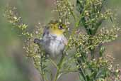 Silvereye, Cobargo, NSW, Australia, April 2006 - click for larger image