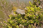 Silvereye, Cheynes Beach, Western Australia, October 2013 - click for larger image