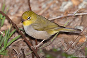 Silvereye, Cheynes Beach, Western Australia, October 2013 - click for larger image