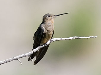 Giant Hummingbird