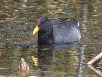 Red-fronted Coot