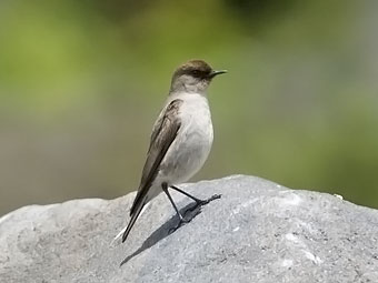 Dark-faced Ground-tyrant