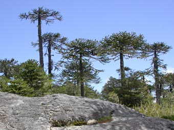 Araucaria Forest