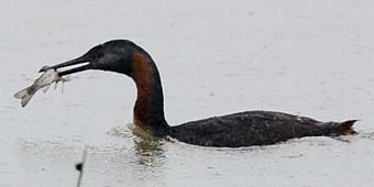 Great Grebe