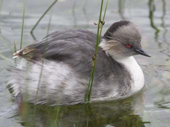 Silvery Grebe