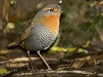 Chucao Tapaculo