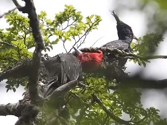 Magellanic Woodpecker