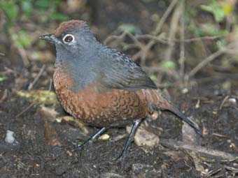 Black-throated Huet-huet