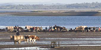 Seaweed Harvesting