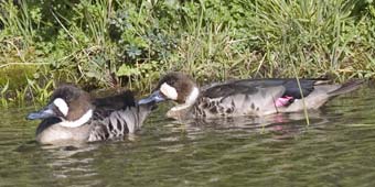 Spectacled Duck